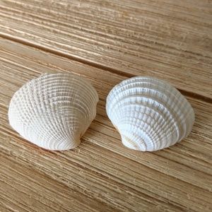 Natural seashell stud earrings